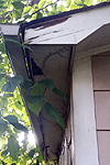 Rotted fascia, rake board and soffit